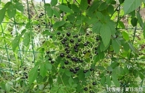 良药|人称“五爪龙”，过去拿来喂猪，却不知是野外救急良药，价值珍贵