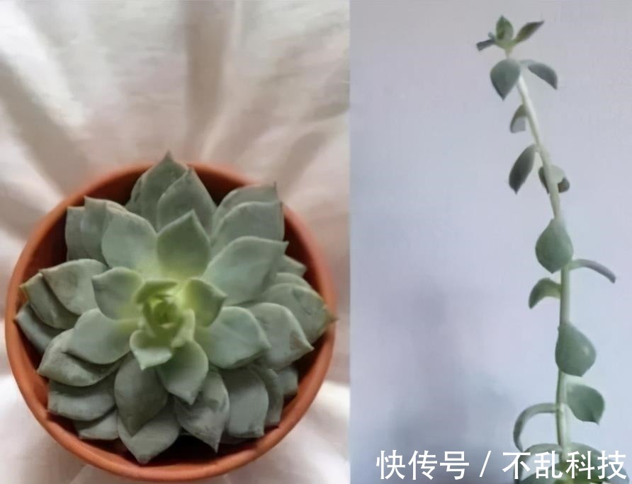 多肉|冬天养多肉,3个“不小心”,个个“徒成狗”?砍头才是硬道理