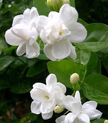 茉莉花如何种植掌握4点小关键,叶子绿油油,花开清香