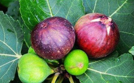 陈医师|秋天来了,推荐多吃以下三种食物,刮油清脂,减肥瘦身,早吃早好