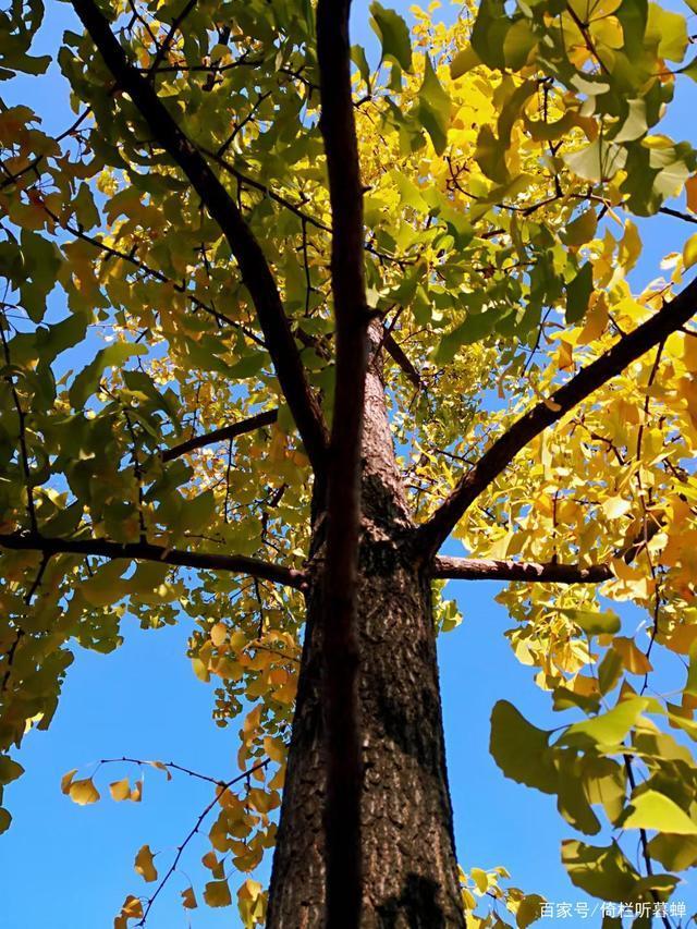 《七绝.初冬印象》霜染苍茫已入冬,枝条飞叶落无穷