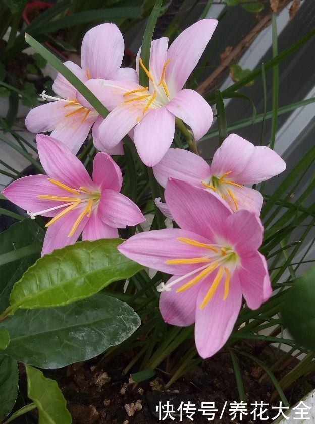 花友|3种花不适合养在封闭阳台,养护难度太大,扔室外却呼呼长