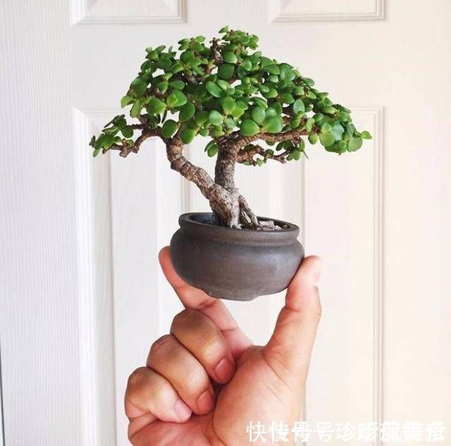 金枝玉叶使劲晒太阳,枝干木质化,养成盆景价值翻倍