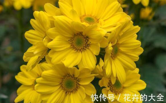 日轮花|从8月24日开始,家养此款花卉,随意养都爆盆,花开上千朵