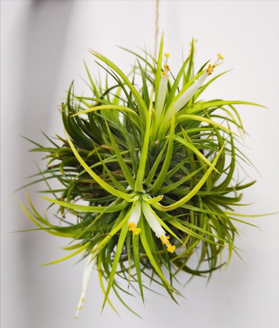 养不活花的人,建议养这“5种花”,好养好看又实用