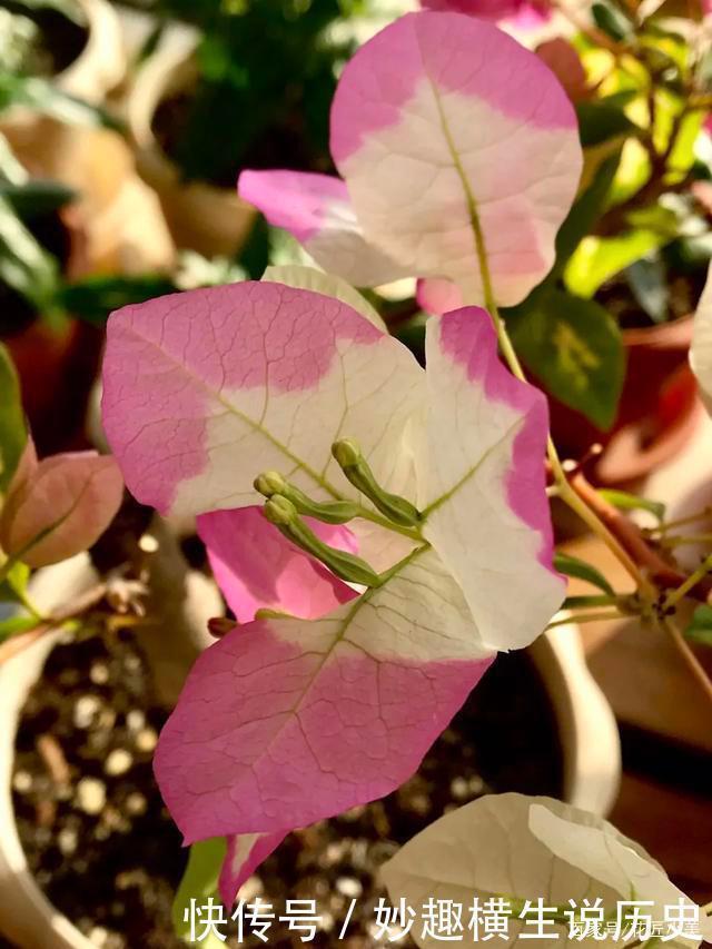 三角梅|45种三角梅品种,红、橙、黄、绿、白、紫,每一种都很好看!