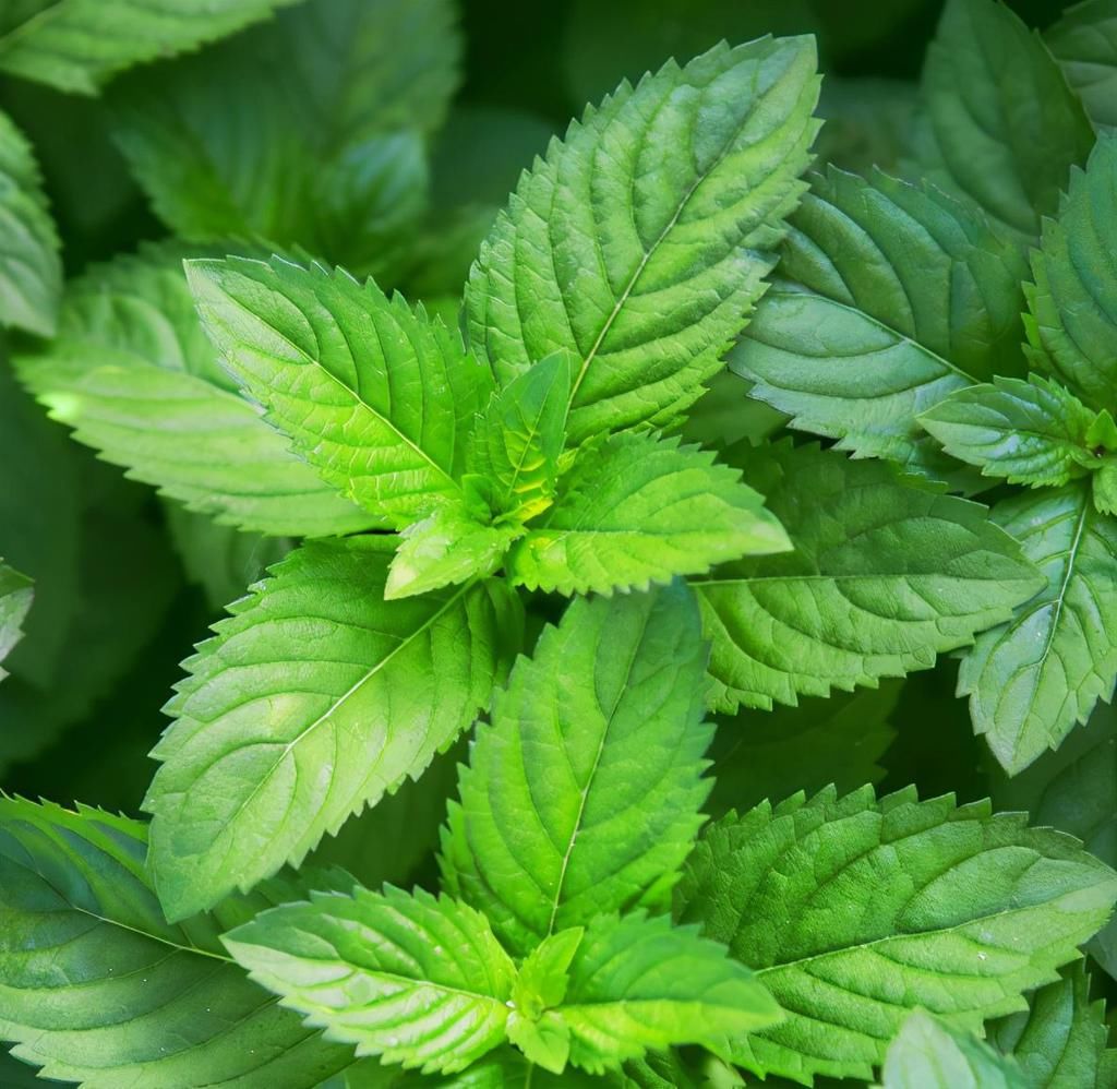  薄荷|7种适合家居养护的香草植物，散发淡淡清香，作用多观赏性强