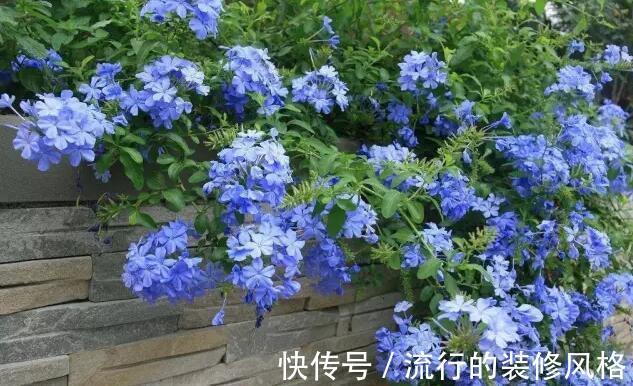 茉莉花|养花试试这几款，香气四溢，绿树白花，格外清新可爱