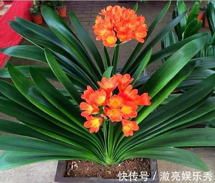 “4种花”非常适合养家里,夜里释放氧气,空气清新,助睡眠!