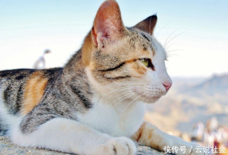 猫咪一直张着嘴巴呼吸