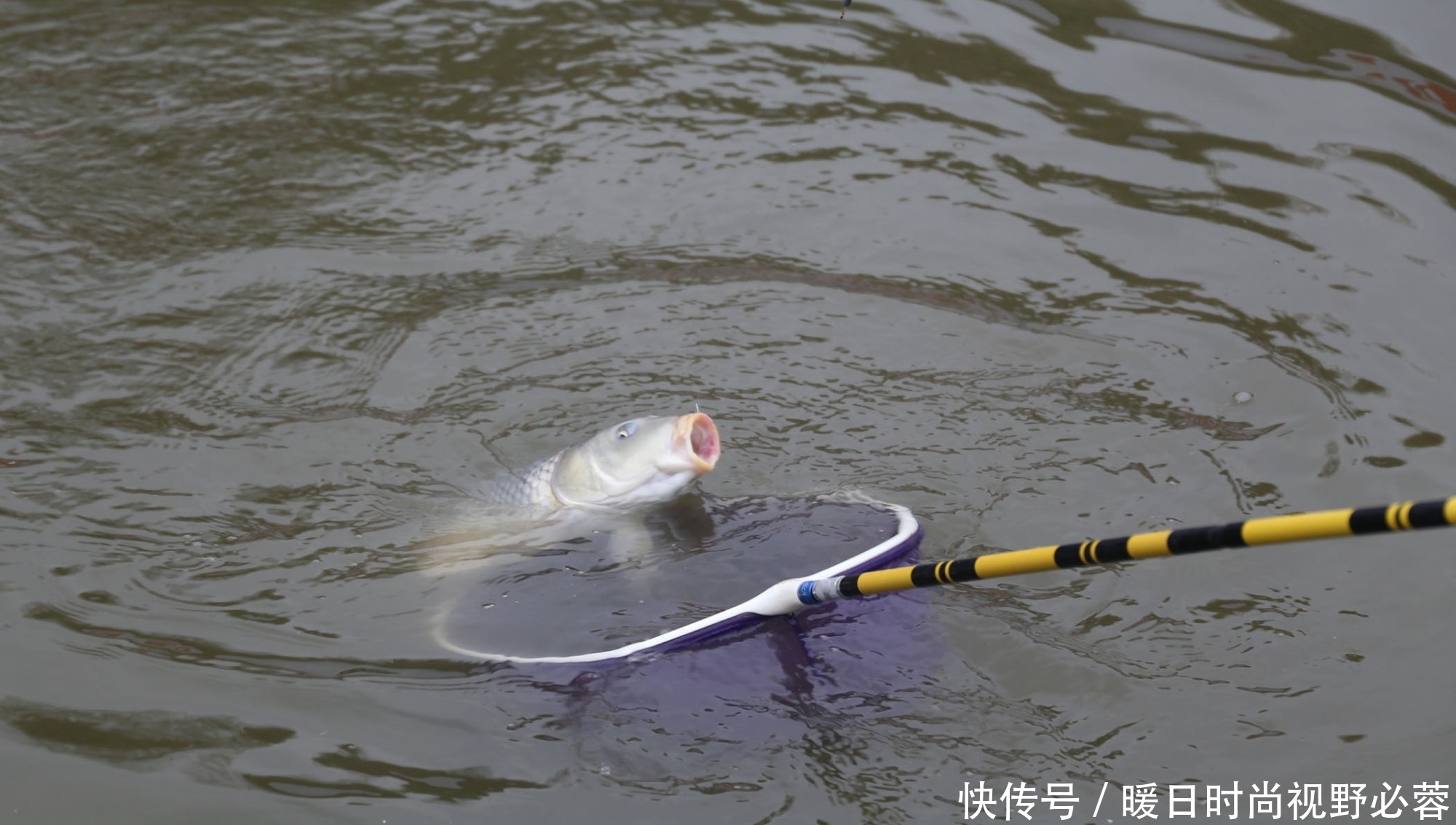 鲤鱼|钓鲤鱼哪种方法最好用?几个钓鲤鱼非常有效的技巧