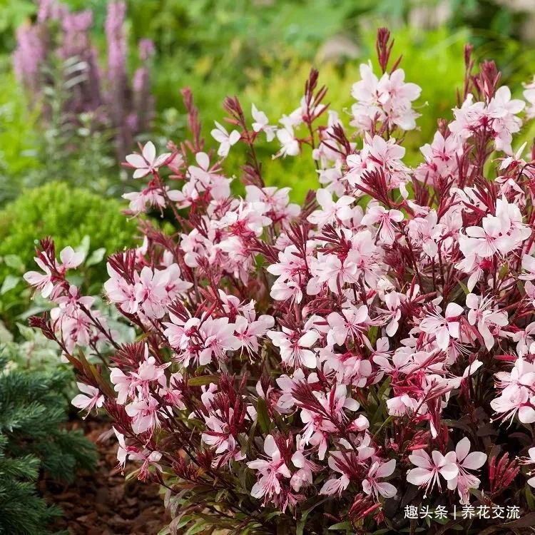 耐寒|13种耐寒的盆栽花卉，零下20多度可存活，大部分南方也能种