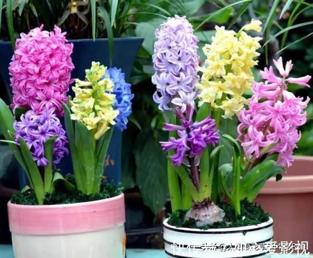 角堇|冬天要懒养的8种花,懒一点浇水开花多