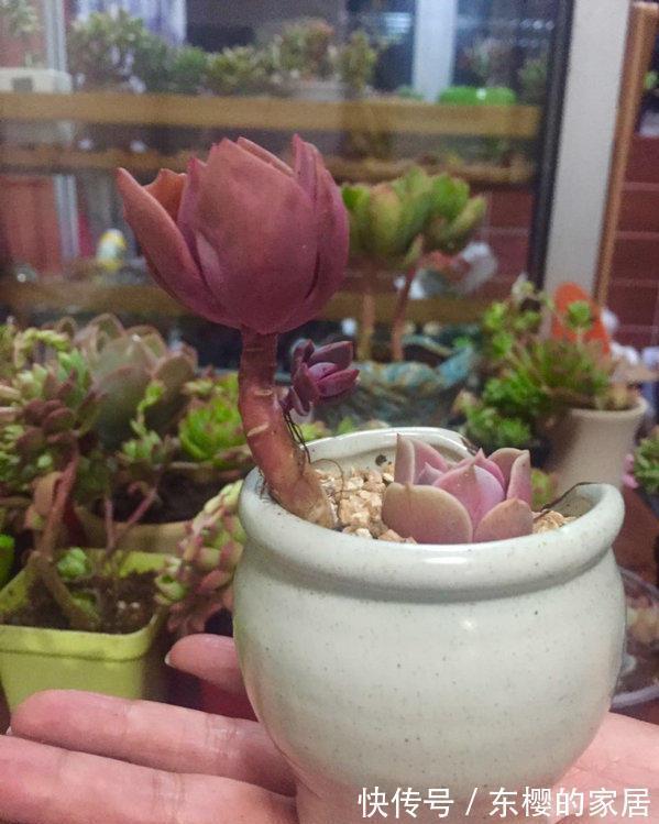 花盆|养景天多肉初恋,有4方面出问题不能忽略,不然一盆都留不住