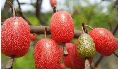 人到中年，常吃几种食物，美容养颜，排毒抗衰，延年益寿