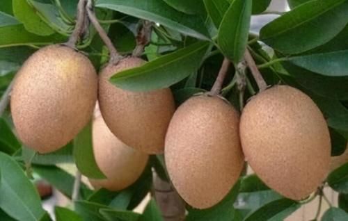 增強體質|每天晚上堅持吃三種食物，營養豐富，增強體質，好處多多！