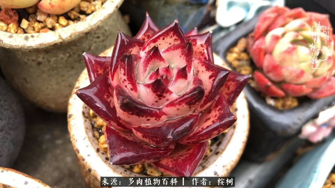 多肉度夏经验谈四季皆露养,兢兢业业养肉三年半!