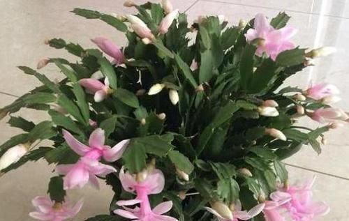 药片、黄豆养花全需下成本，不如用这2样灰，一分钱不花又实用