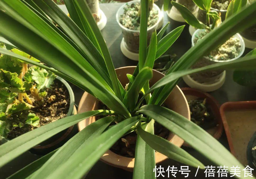 这花先别搬进屋,放外面冻20天,很快就开花