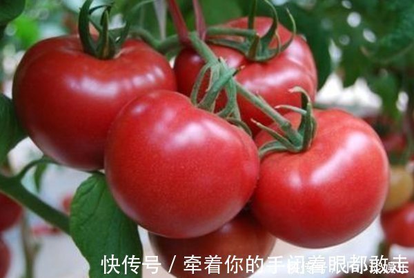 西红柿|西红柿被称为“长寿果”,吃对了,延年益寿,吃错还有致癌的风险