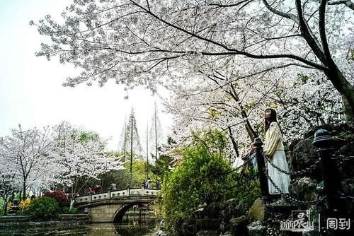 晨镜头|又是一年樱花季，赶紧来鲁迅公园邂逅一场樱花雨 | a5200