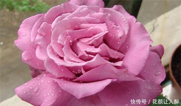 “珍品月季”红舞裙,美艳多娇,四季丰花勤开,非常值得拥有