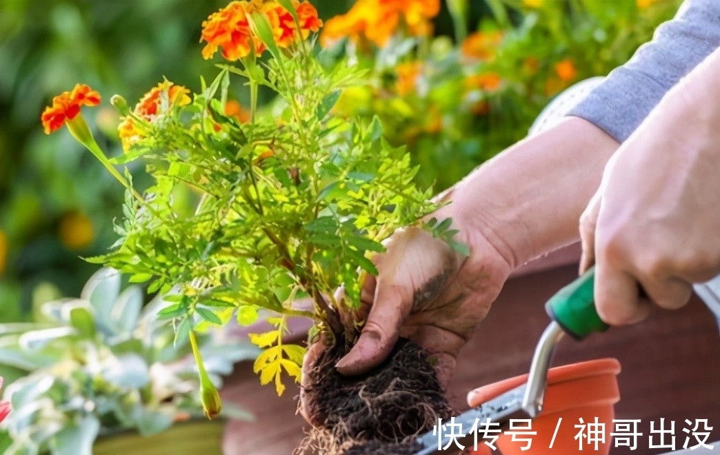 买的营养土不一定适合你,准备3种“材料”,自己在家就能调配