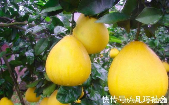 医生|秋天养生就吃柚子,但医生却提醒此2类人一口都别多碰了