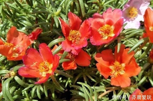 太阳|太阳花生命力顽强,花期长,简单5步养出爆盆太阳花