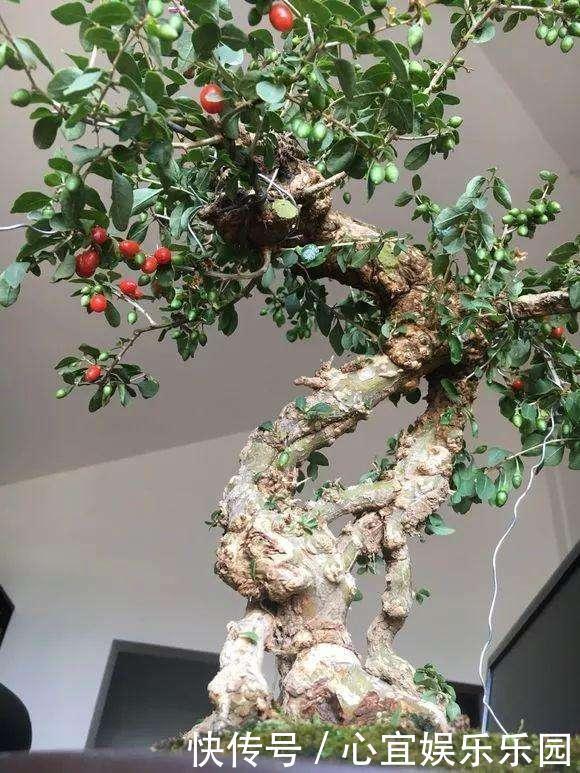 枸杞|没钱买花,野外去挖,插个枝就活,一年变昂贵的盆景,挂满红果果