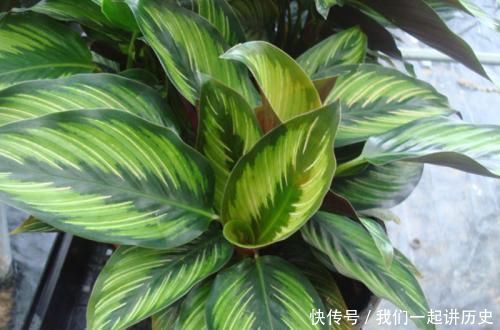 4种花,再好看也别再卧室养,虽然好看,但不合适!