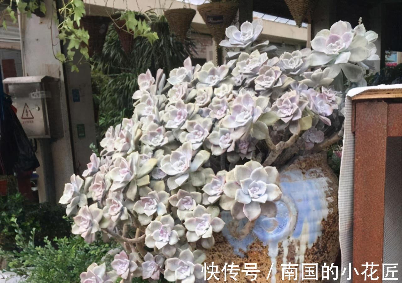 紫乐|4种多肉徒点没关系,很适合养成悬崖桩