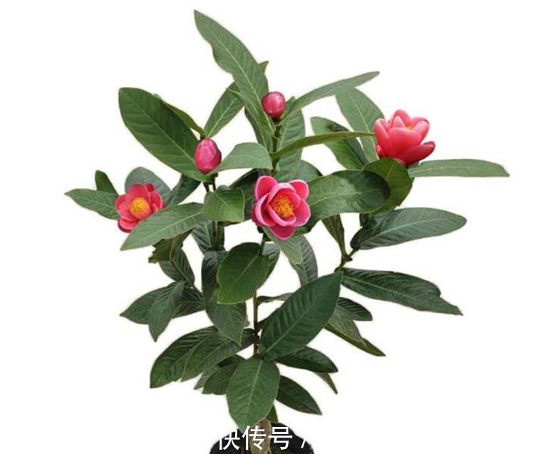 养花在于精而不在于多，六种花卉中的珍品，养一样也值得