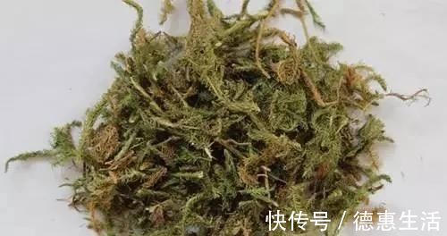 益智仁|三味中藥泡茶喝，精力充沛、延緩器官衰老，50歲像30歲