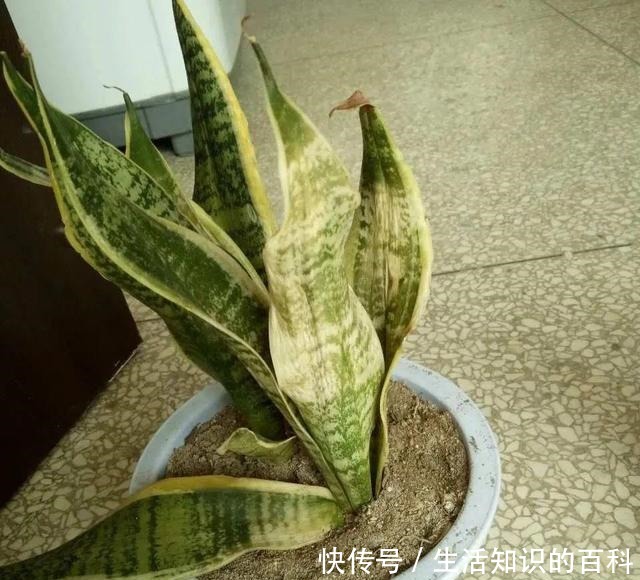 想省心就养这些花，没有病虫害，就爱开花！想省心就养这些花，没有病虫害，就爱开花！