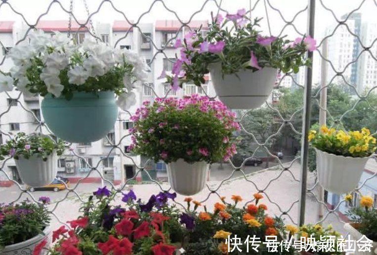 忌讳|养花忌讳“3种肥”,乱用不好,避免以后就不再黄叶,不用再发愁