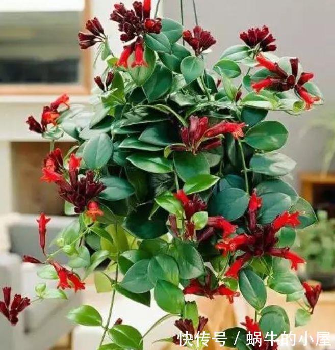 栀子|好养易爆盆的几种花卉,不怕冷不怕热,开花漂亮花期长