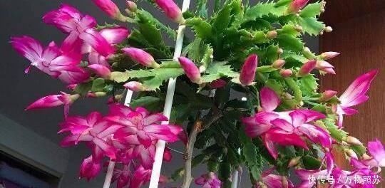 什么黄豆水、淘米水都不如“它”,1勺就爆盆,不用发酵无异味