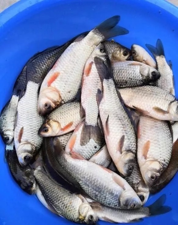 钓位|冬季钓鱼到底该钓多深?弄清楚这3个问题,离爆护就不远了