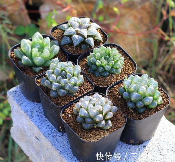 5种“怕水花”，11月后别乱浇水，不然叶子哔哔掉，还容易烂根