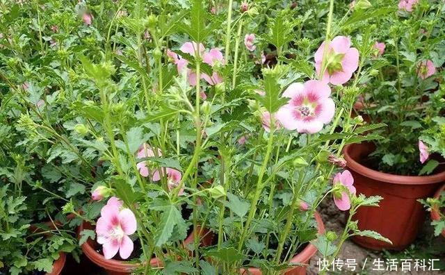 棒棒糖形状的小木槿养成,别看它瘦瘦的,注意养护开花真的很简单