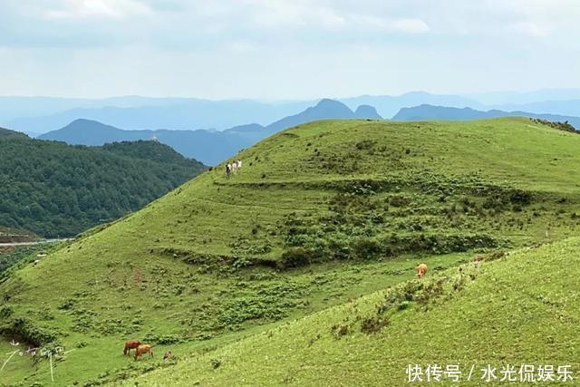 避暑胜地！“地无三尺平”的贵州，藏着一个大草原和一种传奇野果