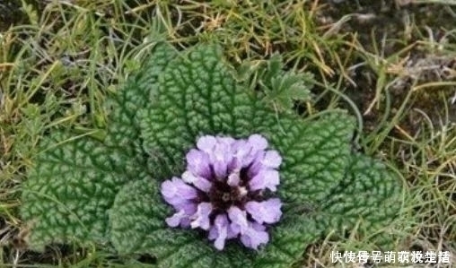 活血|農(nóng)村35一斤的癩蛤蟆草,能活血止痛,價值珍貴,卻沒有多少人知曉