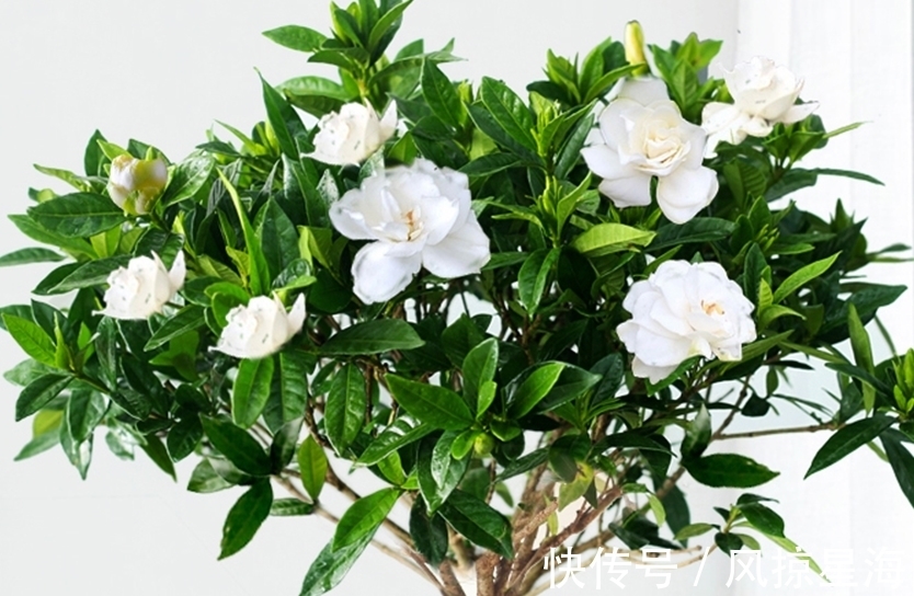 土壤|三种花虽然漂亮好看,但价格高不好养,新手还是放弃吧