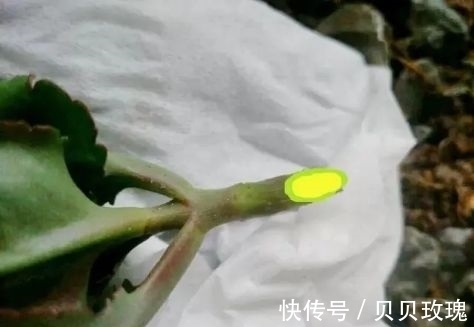 长寿花不好养,这样嫁接,以后不烂根,不黑腐,花开多爆盆