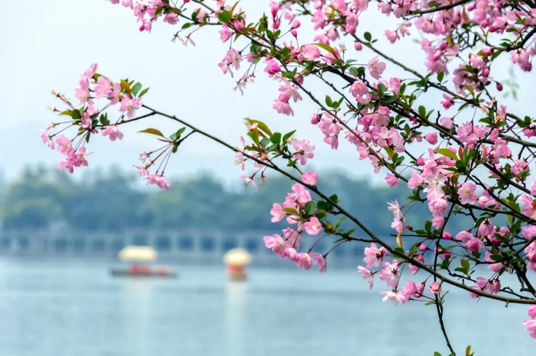 纳兰容若笔下的春天,酌一壶春酒,感怀一段光阴