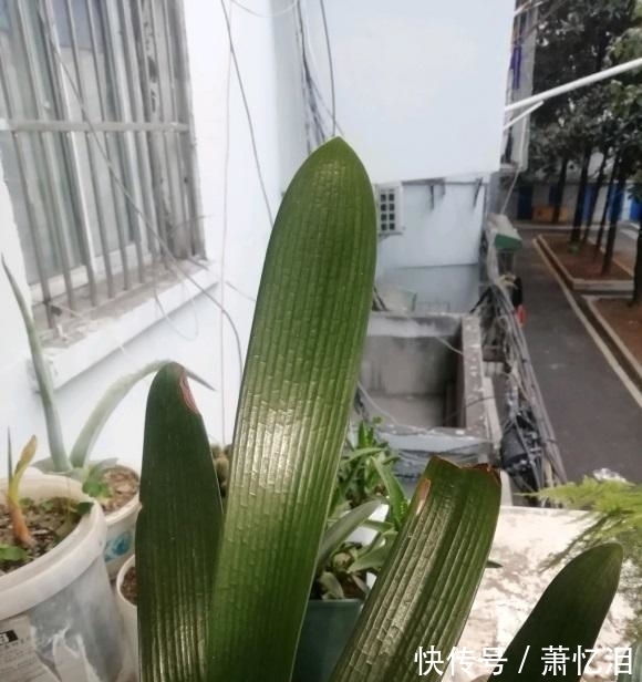君子兰叶子开裂,出现黄斑,平常养护需注意,不要碰它的叶子