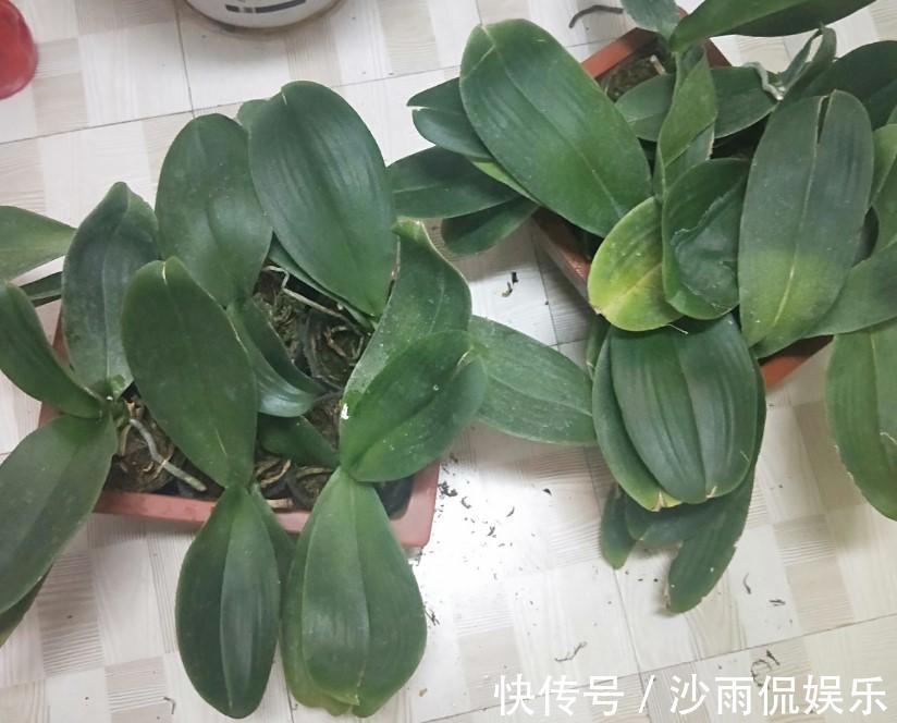 花友们|蝴蝶兰出现腐烂的情况,剪掉一些,养一下就又能养出大粗跟!
