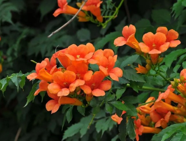 绿萝|5种会生“气根”的植物，想要扦插剪下来，埋土里就成活