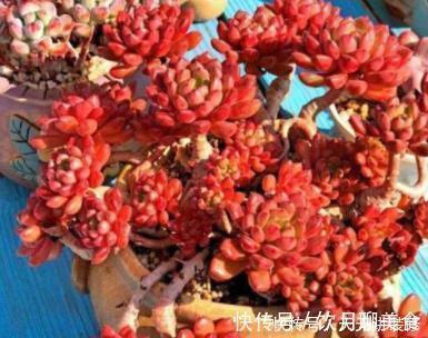 美美的多肉红宝石,颜色鲜红长成手捧花,原来是这样养出来的
